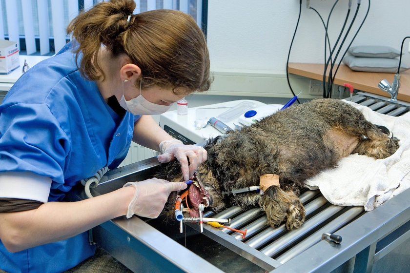 Gebitsoperatie van een hond. De kosten van een gecompliceerde ingreep kunnen oplopen tot vele duizenden euro’s. (anp / Koen Suyk)