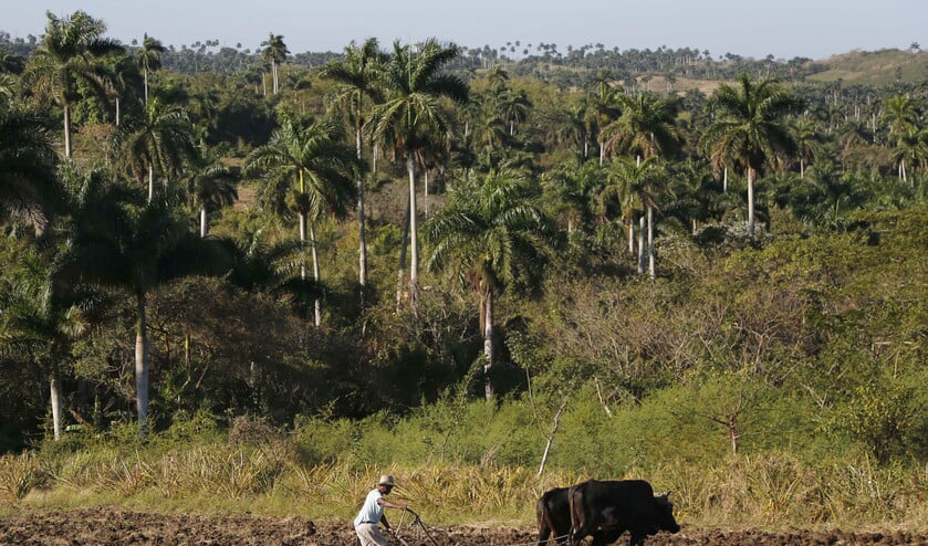 Boer Antonio Rodriguez (60) gebruikt nog ossen om net buiten Havana de akker te ploegen, die hij van de Cubaanse regering mag gebruiken om voedsel te verbouwen. (ap / Desmond Boylan)