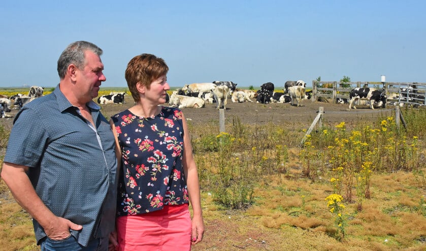 Boer Geert Meersschaert en zijn vrouw Kris van Royen werken met een gps-systeem dat alle koeien herkent. (Theo Haerkens)