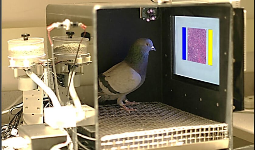 De situatie waarin duiven worden getraind en getest. Er is een voedseldispenser aanwezig, evenals een aanraakschermpje met in beeld borstweefsel en twee ‘knoppen’ waaruit de duif kan kiezen: de blauwe en de gele. (René Fransen Levenson)