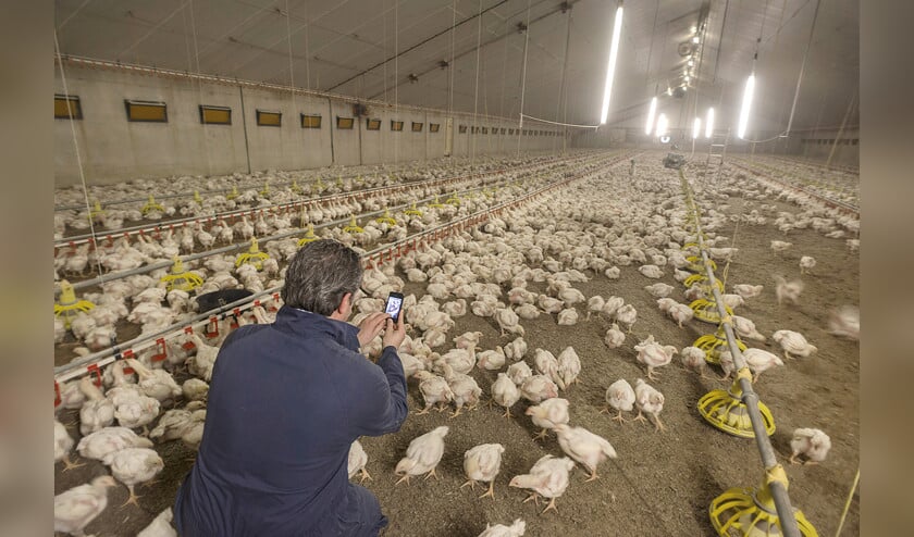 Een controleur maakt bij een pluimveebedrijf in Gemert foto’s van de uitwerpselen van tienduizenden kuikens. (hollandse hoogte / Bart Eijgenhuijsen)