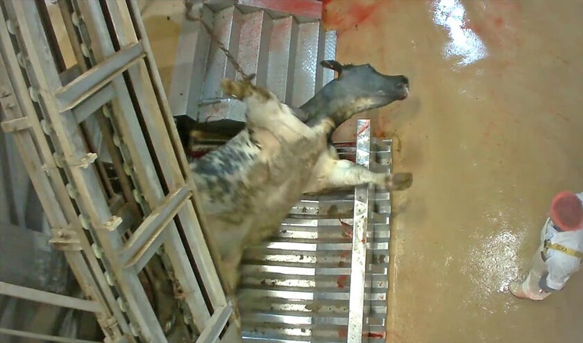 Een beeld uit het filmpje dat dierenorganisatie Animal Rights met een verborgen camera maakte in de Vlaamse slachterij Verbist, waar stieren werden mishandeld. (Animal Rights)