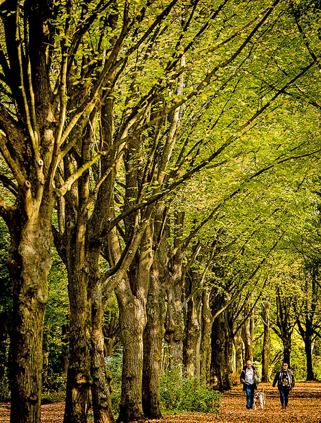 Nederlandse natuur.