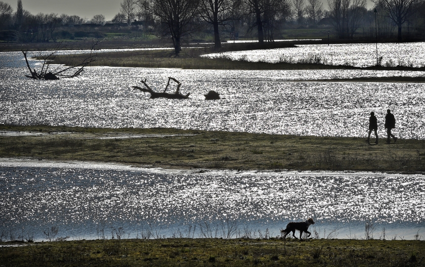 Rijkswaterstaat heeft in samenwerking met Natuurmonumenten de Hemelrijkse Waard heringericht en zogeheten boomriffen gecreëerd. (Marcel van den Bergh)