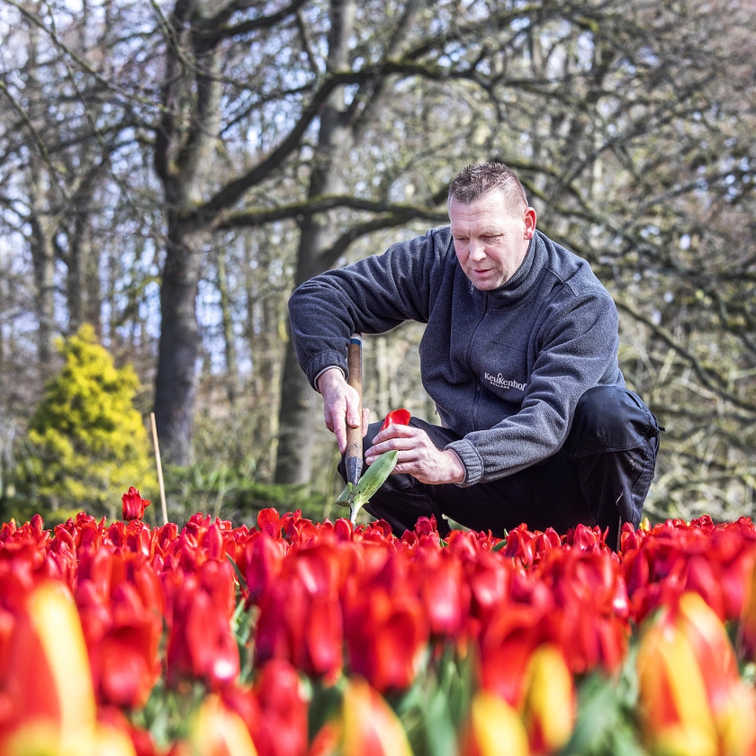 Het checken van de tulpen op kwaliteit en ziektes. (Raymond Rutting)