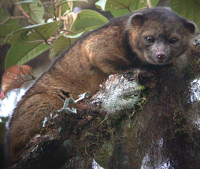 De olinguito op een foto van Mark Gurney, gepubliceerd in 2013 in het wetenschappelijke tijdschrift ZooKeys (324: 1--83. Pensoft Publishers, bij het artikel Taxonomic revision of the olingos (Bassaricyon), with description of a new species, the Olinguito, op naam van Helgen K, Pinto C, Kays R, Helgen L, Tsuchiya M, Quinn A, Wilson D, Maldonado J)