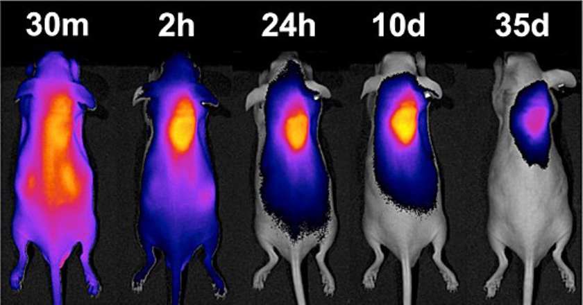Beelden van een muis bij wie de gel rond een tumor in de rug is ingespoten. Een kleurstof concentreert zich in de gel. (acs central science 2019)