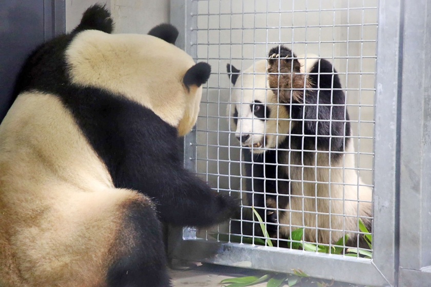 Reuzenpanda’s Xing Ya en Wu Wen hebben neus-aan-neuscontact door een hek in Ouwehands Dierenpark. Deze lente ontmoeten ze elkaar ‘echt’. (ouwehands dierenpark)