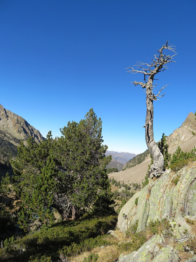 Een dode boom in de Siberische Altai-regio. (Ulf Buntgen)