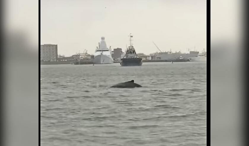 In een filmpje op Youtube van SOS Dolfijn is te zien hoe de jonge bultrug langs de marineschepen in Den Helder zwemt.