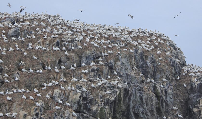 Op het eiland Grassholm zijn alle bruikbare richels bezet door broedende jan-van-genten. (Kees de Heer)