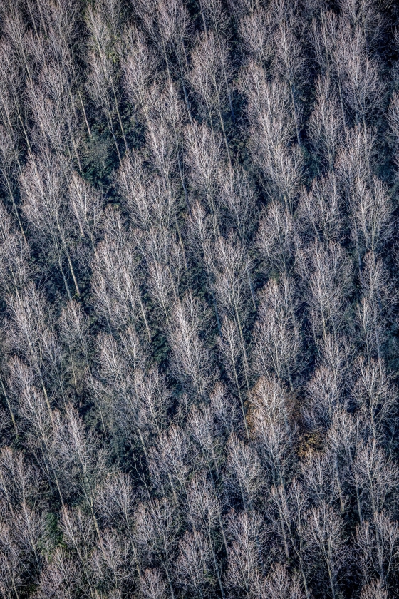 Bomen in de buurt van Lelystad. (Raymond Rutting)