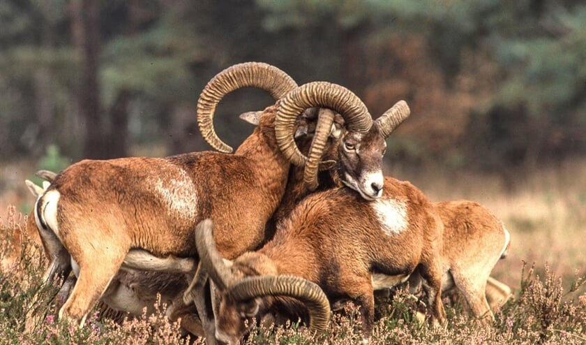 De moeflons die op de Veluwe liepen, zijn al een jaar lang niet meer gezien. (vereniging de moeflon)