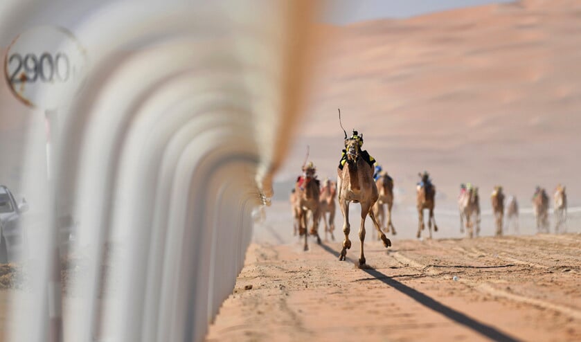 Kamelen met robotjockeys op hun ruggen racen over de Moreeb Duin nabij de Liwa Oase in de Verenigde Arabische Emiraten. Vanwege het gevaarlijke karakter van de sport zijn menselijke jockeys in het woestijnland verboden. De robotjockeys werden in 2004 geïntroduceerd. (epa / Martin Dokoupil)