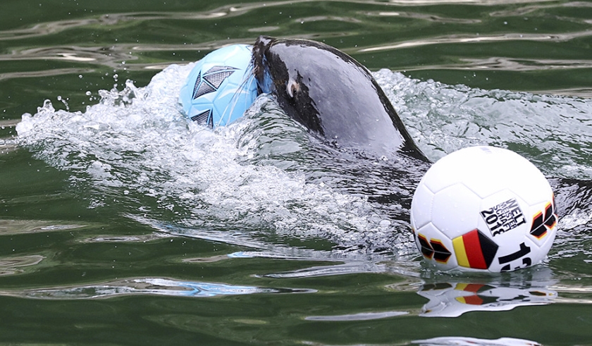 Duitsland is een van de favorieten om het WK voetbal in Rusland te winnen. Toch zullen onze oosterburen zaterdag beginnen met een nederlaag tegen Mexico ... althans, dat heeft voorspeller Seal Daisy uitgewezen, een zeehond in de dierentuin van Rostock. Hij koos voor de blauwe bal van Mexico en negeerde de witte bal van Duitsland. De zeehond voorspelde vier jaar geleden dat Duitsland wereldkampioen zou worden. Die voorspelling kwam uit. ? (ap / Bernd W’stneck)