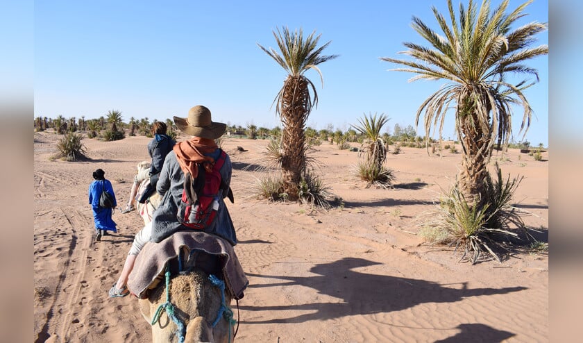 Het oorspronkelijke verspreidingsgebied van de dadelpalm is Noord-Afrika of Zuidwest-Azië. (Kees de Heer)