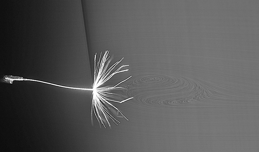 Een paardenbloem in de windtunnel van de Universiteit van Edinburgh. (Cathal Cummins / university of edinburgh)