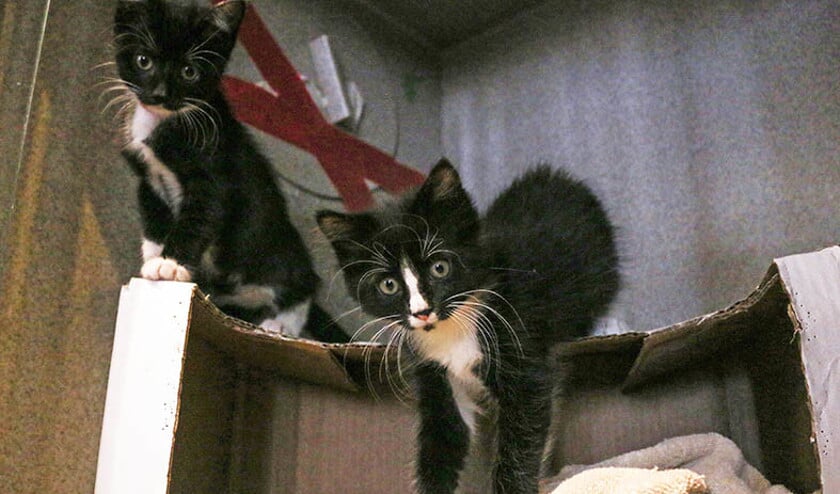 Een aantal kittens dat in het Dierentehuis Zeist en omgeving verbleef, zit in quarantaine vanwege een schimmelinfectie. (anp / Anna-Rose Gassot)