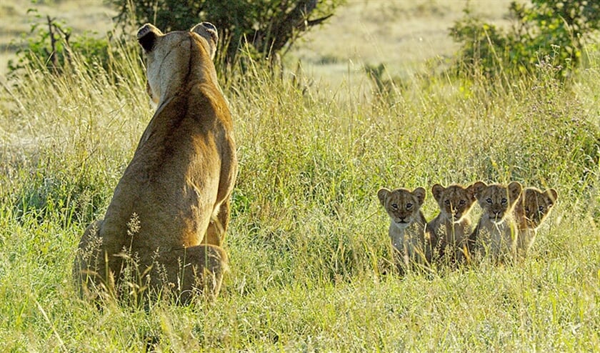 Vanavond op TV: 'Maak je een film over dieren? Dan zijn de vrouwtjes interessanter om te volgen' (eo)