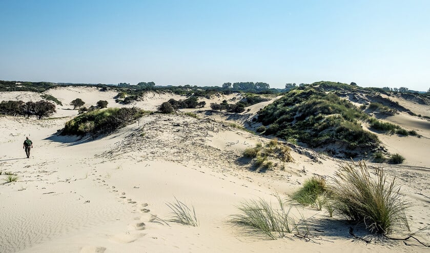 Waterwin- en natuurgebied Meijendel bij Wassenaar. Dit gebied wordt mogelijk onderdeel van Nationaal Park Hollandse Duinen. (Raymond Rutting)