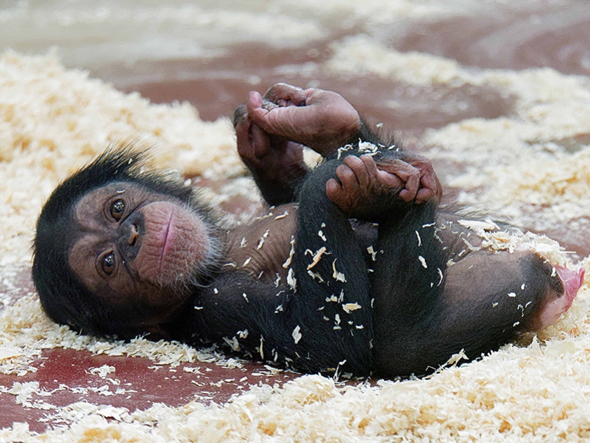 De kleine chimpansee Malaika, die in DierenPark Amersfoort woont, is een halfjaar geleden geboren. Zij zette onlangs haar eerste stapjes. (dierenpark amersfoort)