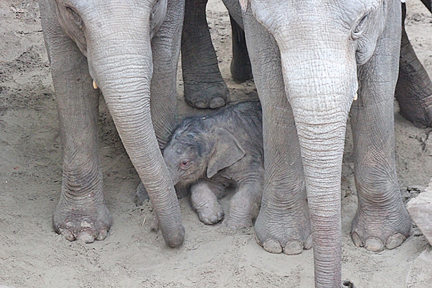 Het olifantje dat maandag in dierenpark Wildlands is geboren, weegt ongeveer 100 kilo en heeft de naam Mauk meegekregen. (dierenpark wildlands)