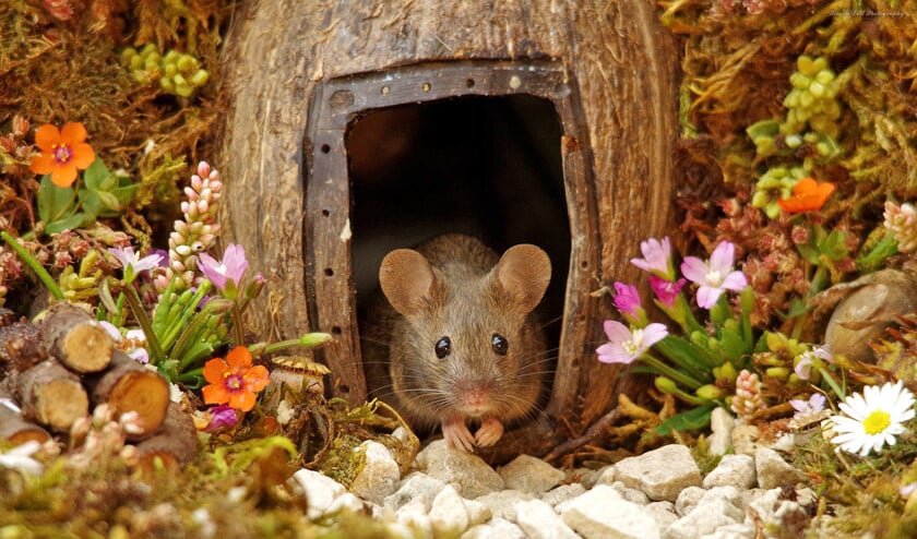 Witkijker Hoera, muizen in de tuin! Nederlands Dagblad