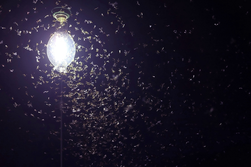 Het licht van lantaarnpalen ziet eruit als een supermaan en trekt daardoor veel insecten aan. (istock)