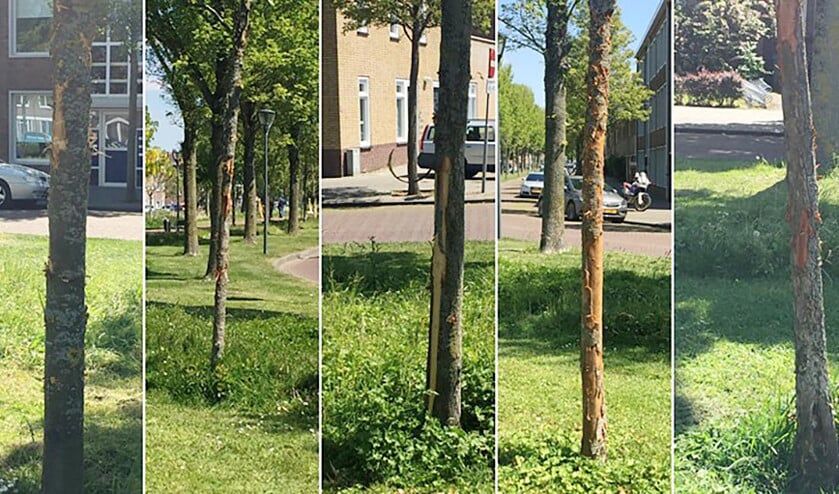 Veertien bomen in Vlissingen liepen beschadigingen op. De gemeente weet nog niet hoe dat komt. (omroep zeeland)