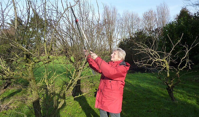 Tallien Rietema, Scharmer • Het snoeien van onze oude fruitbomen, heerlijk buiten met prachtig weer. (Tallien Rietema, Scharmer Bianca Haveman, Delfzijl Tallien Rietema, Scharmer Martha Hofsink Marja de Putter)