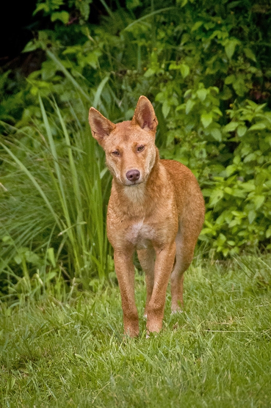 Dingo (pixabay)