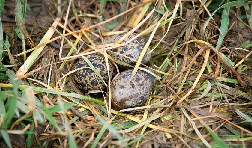 Een nest met eitjes van de kievit, een echte weidevogel. De jongen kunnen straks wel wat vocht gebruiken. (anp / Marc van der Kort)