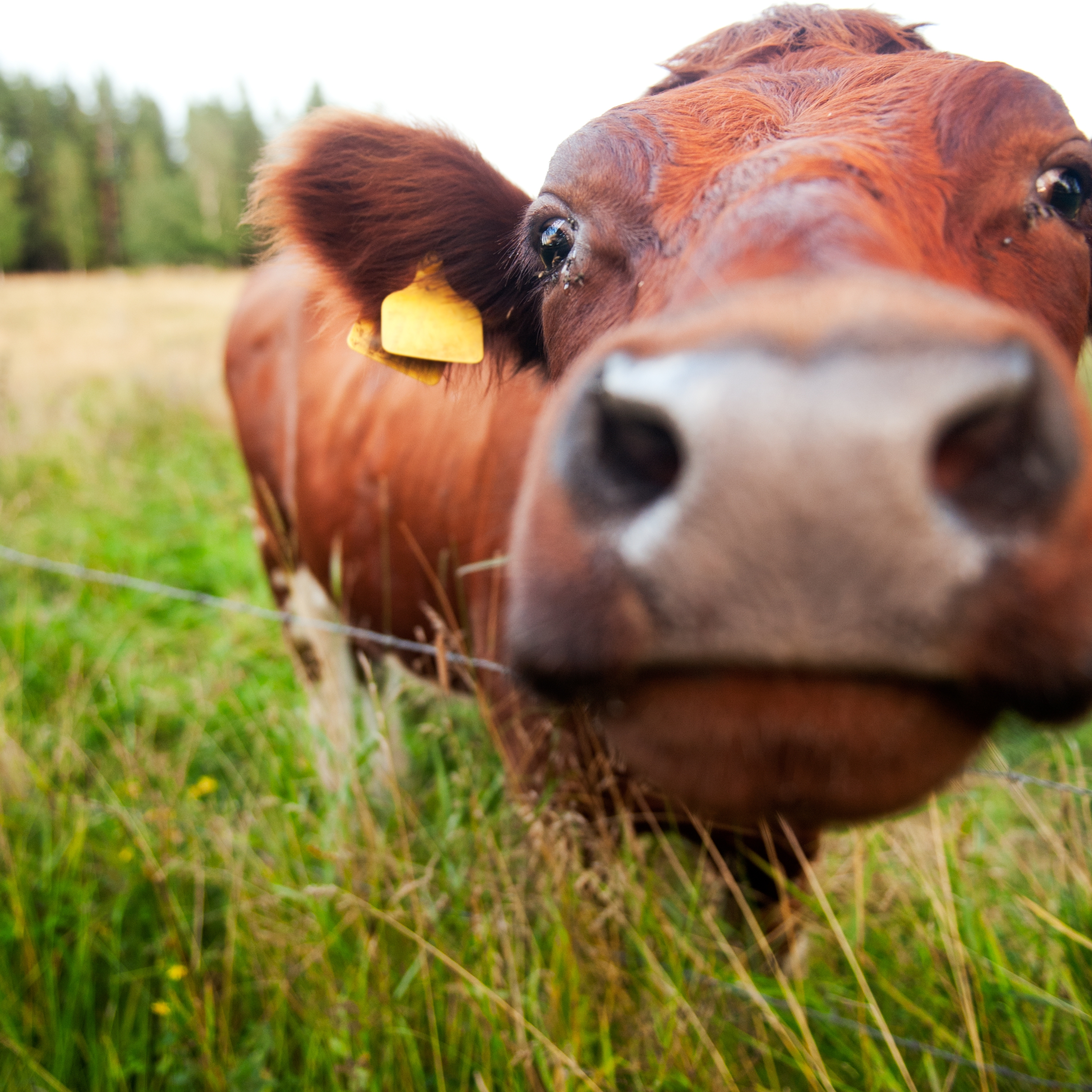 Say cheese (beeld Getty Images/iStockphoto)