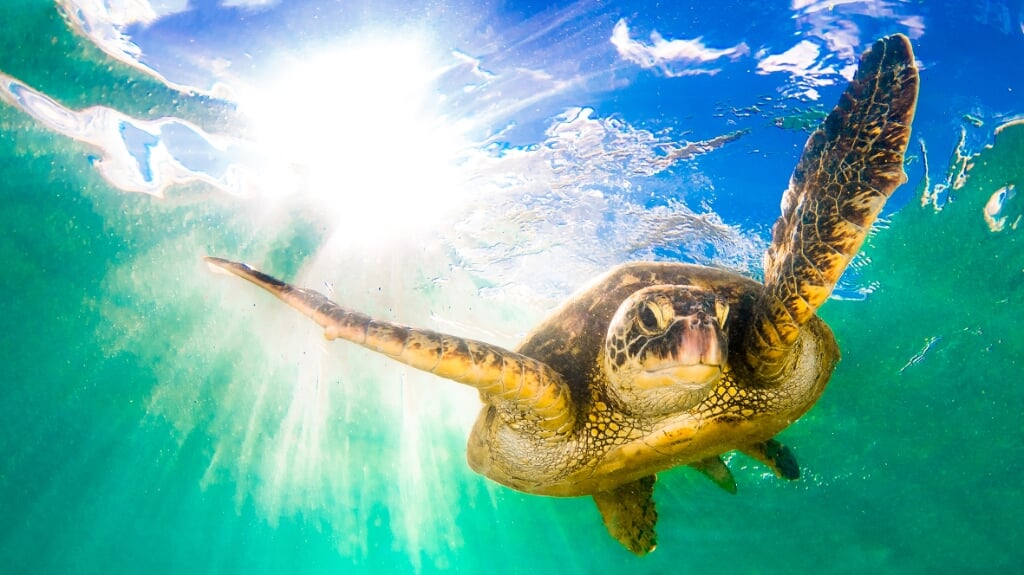 Picture Shows: Green Turtle Chelonia mydas, known in Hawaiian as the honu.
They are regularly found resting under underwater ledges, anibbling on sea grasses in shallow waters and basking on beaches, especially in the protected waters of the northern (beeld Shane Myers Photography)