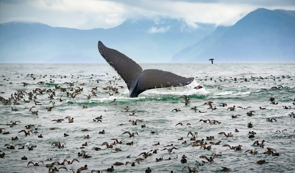 A humpback whale feeding on krill in the Bering Sea, off the Aleutian islands, Alaska. (beeld Madison Kosma)