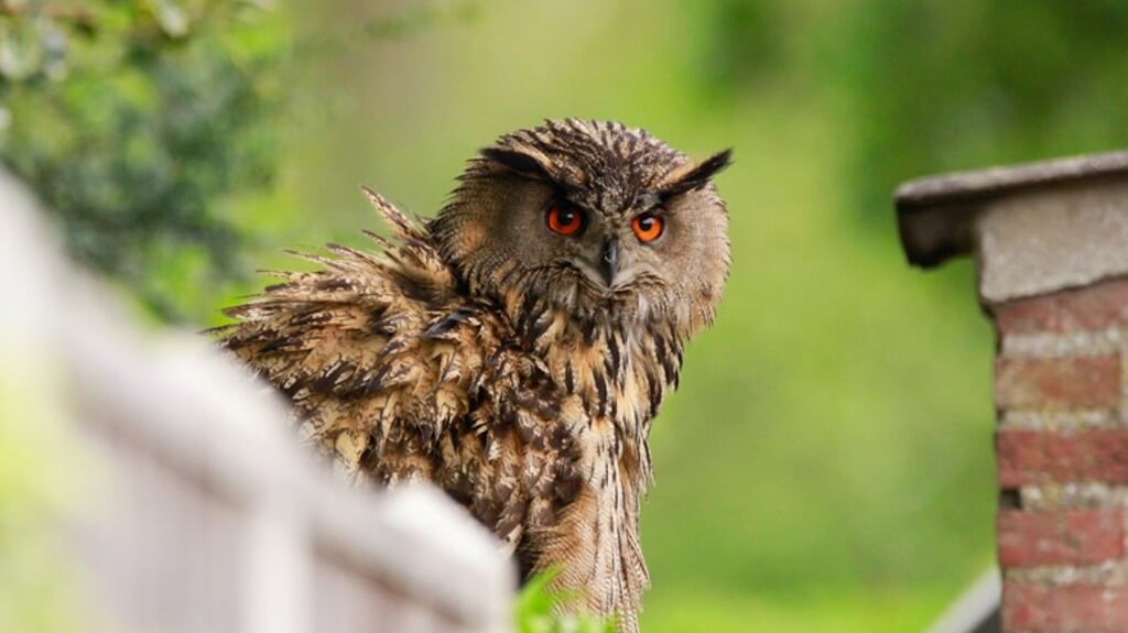 De oehoe op het dak van een woning in Hulst: eerder die dag vloog de vogel rondom het plein van een basisschool. (beeld omroep zeeland)