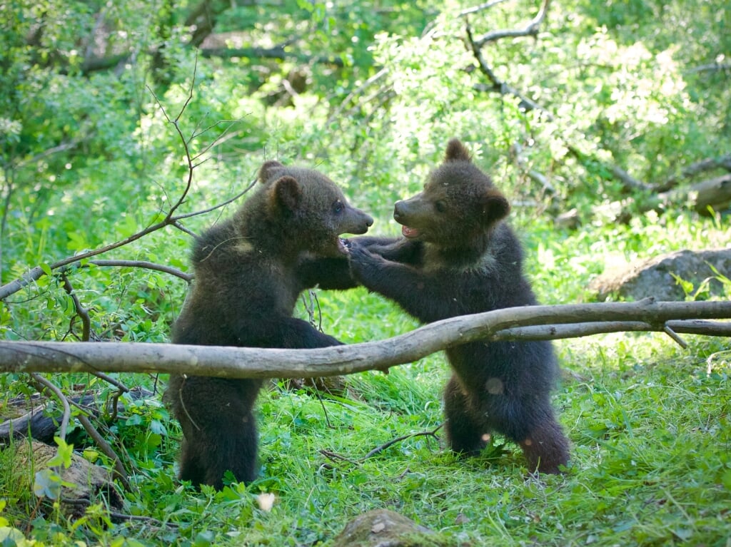 Picture shows: 4 month old bear cubs play fighting. Location: Orphaned Bear Rescue Centre, Bubonitsy, Russia (beeld Anwar Mamon)